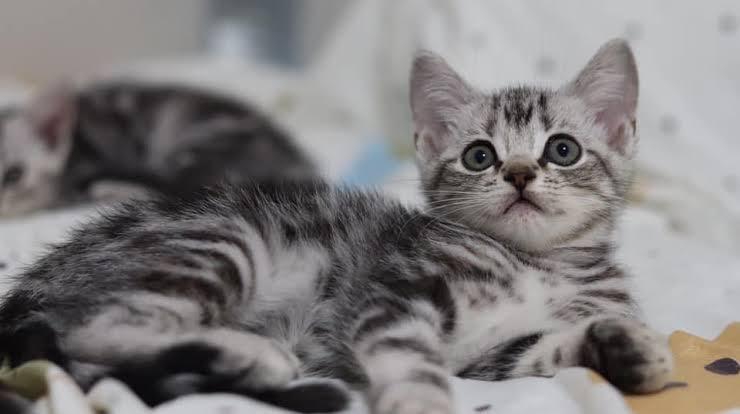 แมวอเมริกัน ชอร์ตแฮร์ (American Shorthair)  3