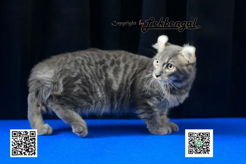 ขายลูกแมวจอมกวน อเมริกันเคิร์ล สีบลู หางกระต่าย (bobtail) สายพันธุ์แท้  10
