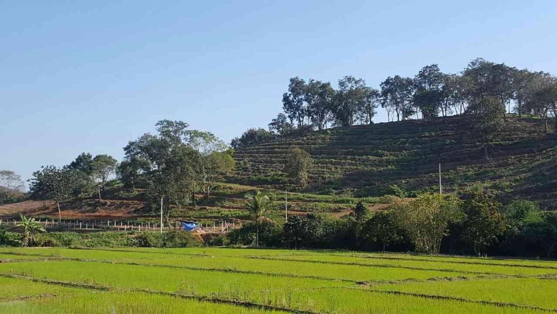 ขายที่ดินแปลงใหญ่ 148 ไร่ เป็นสวนยางพารา ที่มีโฉนด 19