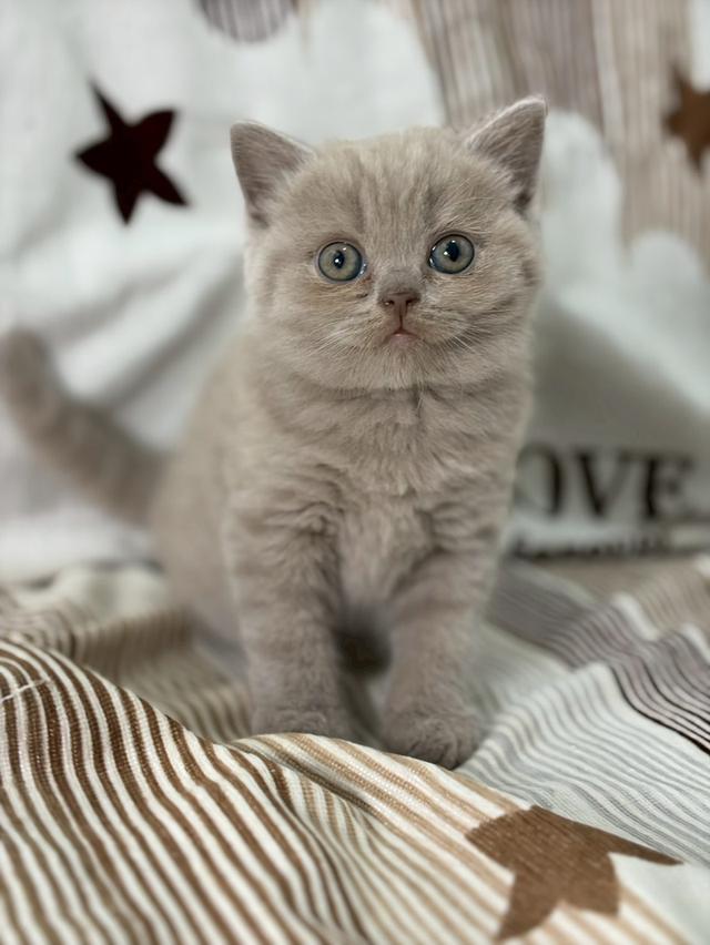 British shothair WCF 6