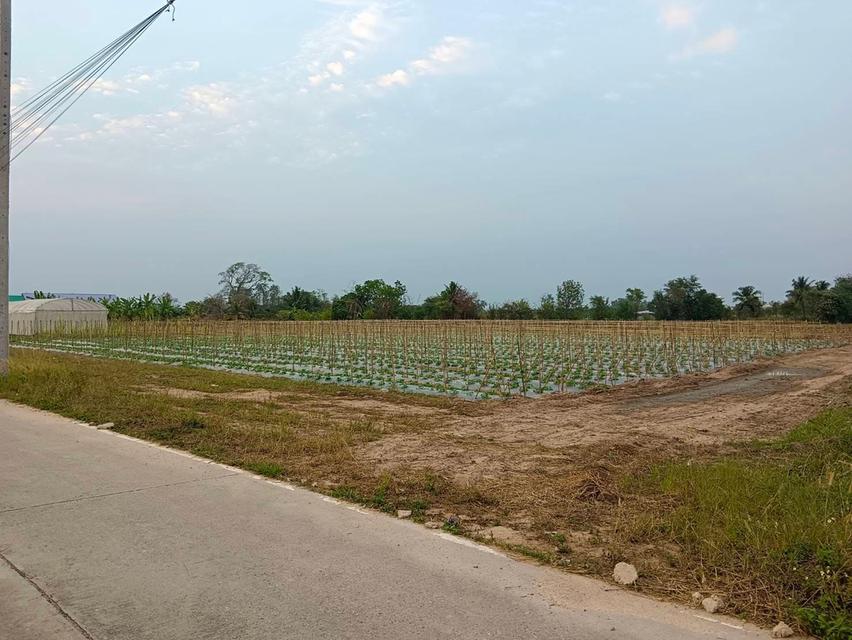 ขายที่ดินหนองบอนแดง 5 ไร่ ซอยทุ่งโปร่ง4/2 ใกล้ถนนวิฑูรดำริ-2กม. อ.บ้านบึง ชลบุรี 6