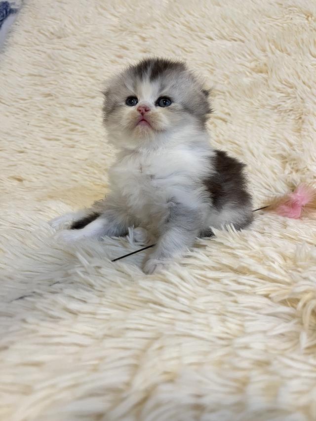 แมวสก๊อตติชแท้ 100 เปอเซ็น รูปที่ 9