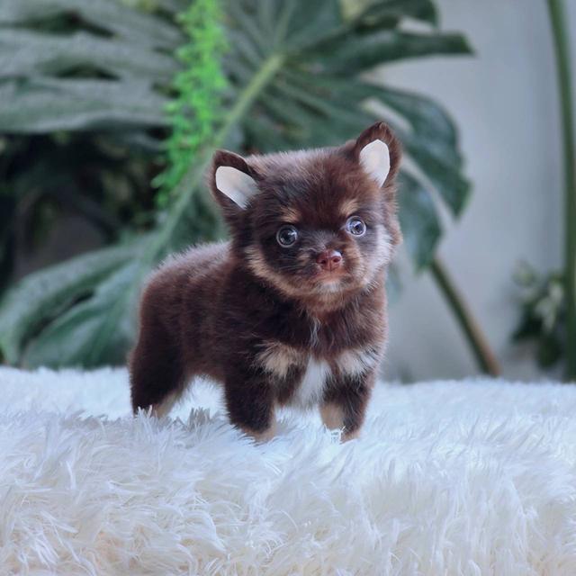 ชิวาวาแท้ขนยาว สีช็อค เพศผู้ 8