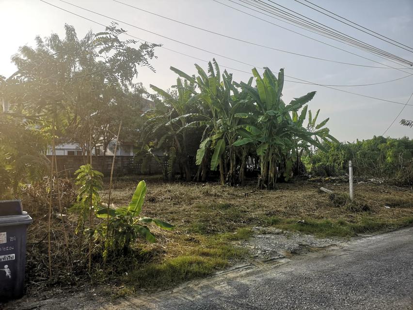 ที่ดินเปล่าถมแล้ว 50 ตารางวา 4