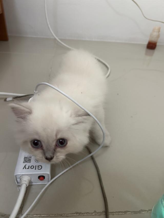 แมวพันธุ์หิมาลายัน พึ่งเกิด2เดือนกว่าๆ