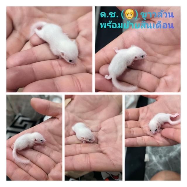 ดอร์เม้าส์ (Dormouse)