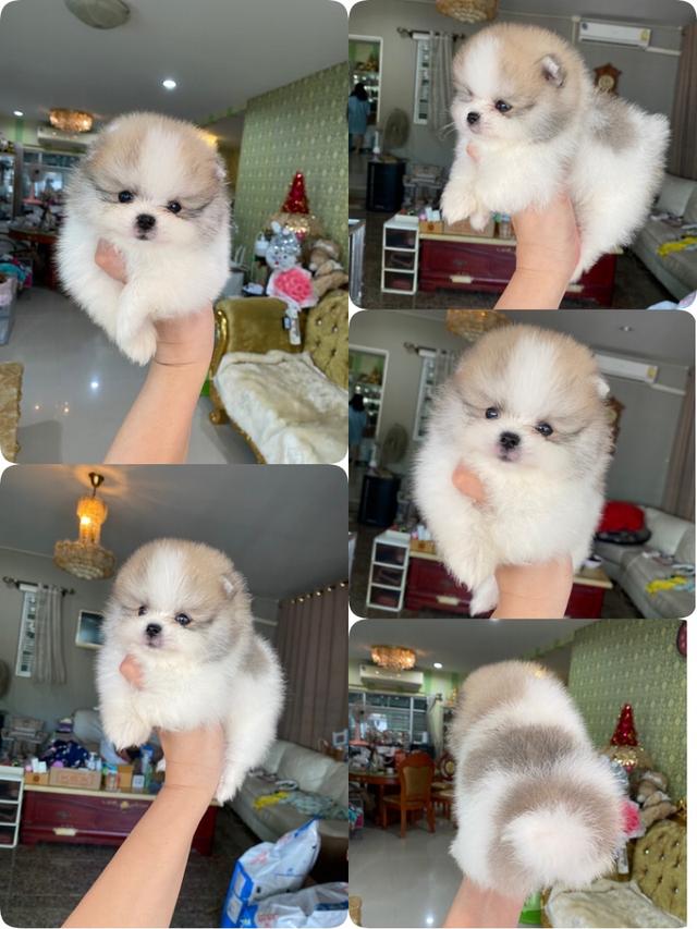 ลูกปอทแท้ อายุ2เดือน ราคากันเเอง มีบริการจัดส่ง