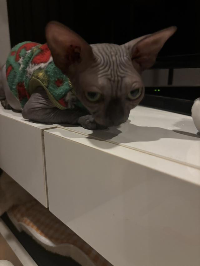 สาวน้อยสฟิงแคนนาเดี่ยนสีบลู(โทนเทาเข้มสวย)🩶 รูปที่ 5