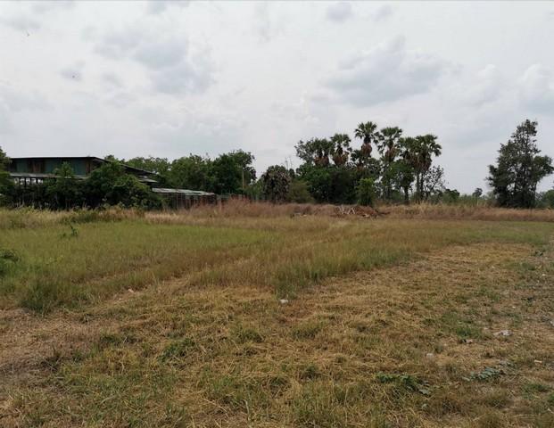 ให้เช่าที่ดินนาป่าชลบุรี ให้เช่าเหมาที่ดินใกล้มอเตอร์เวย์เนื้อที่ 2 ไร่ นาป่า เมืองชลบุรี ที่ดินเหมาะทำการเกษตร แคมป์คนง 1