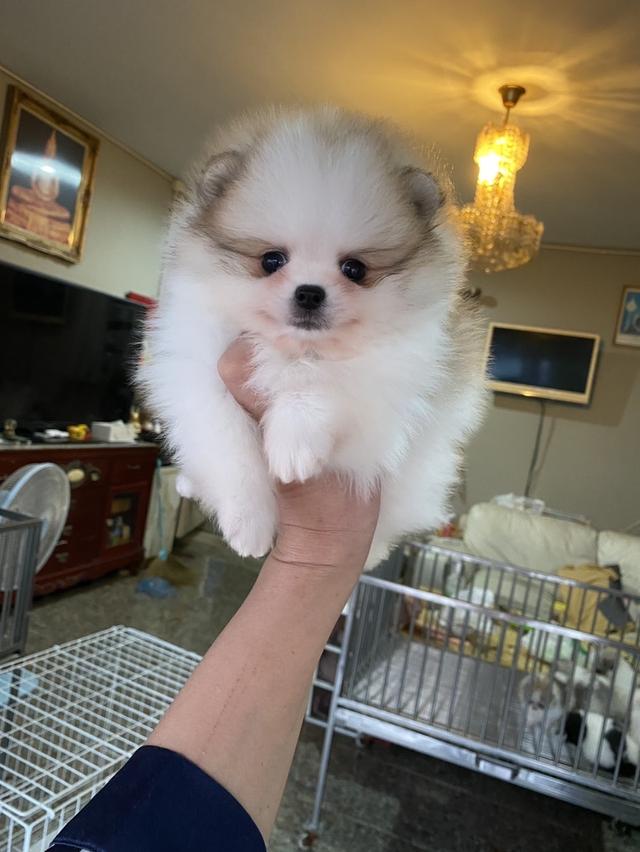 สนใจมาดูตัวจริงได้ ราคาเบาๆ 3