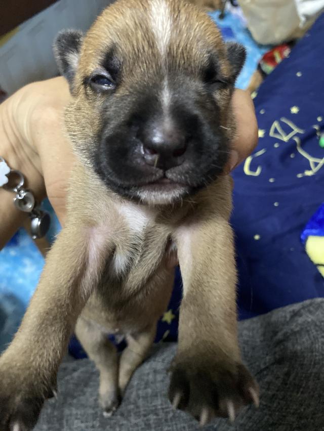 ลูกสุนัขพิทบลู ผสมลาบาดอร์ รูปที่ 2