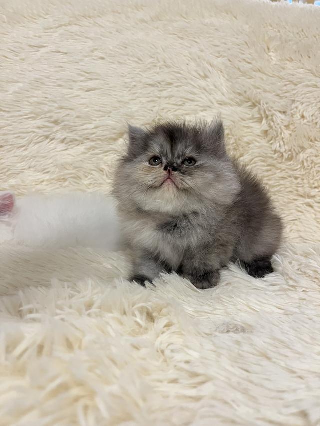 แมวเปอร์เซีย 😊🤭😆😁่ี่ 3