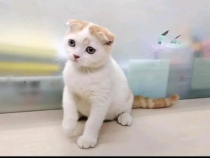 น้องแมวมันช์กิ้น สีขาว 3