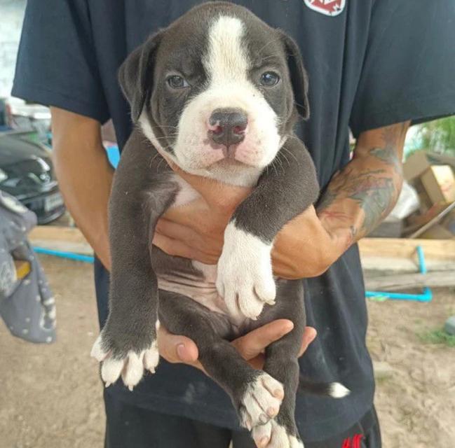 american bully 4