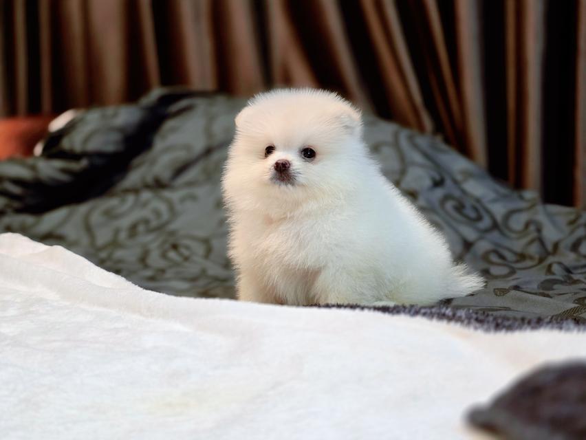 น้องแคสเปอร์ ปอมขาวหนุ่มน้อยน่ารักพร้อมย้ายบ้านมีจัดส่งเก็บปลายทาง 4