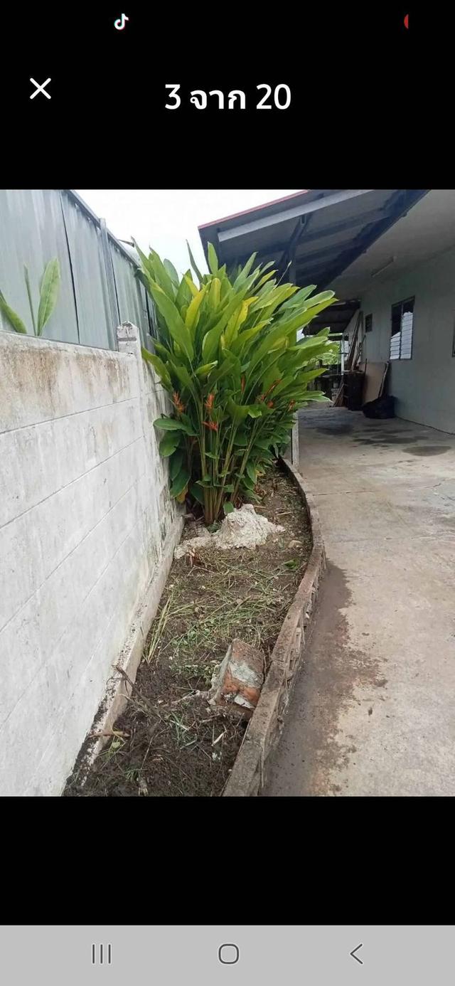 ขายบ้านพร้อมที่ดิน ใกล้สนามบิน เนื้อที่ 65.8 ตารางวา หลังใหญ่ 1 หลัง หลังเล็ก 1 หลัง 1