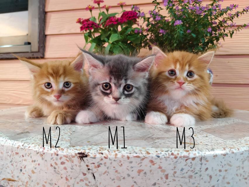 เมนคูน+เปอร์เซีย พ่อเมนคูนแท้ แม่เมนคูนผสมเปอเซีย