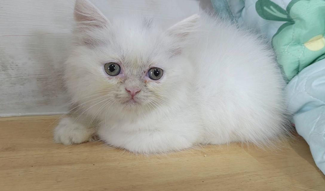 ขายลูกแมวเปอร์เซียแท้ เมีย น่ารักสดใสค่ะ พระรามสอง เทียนทะเล