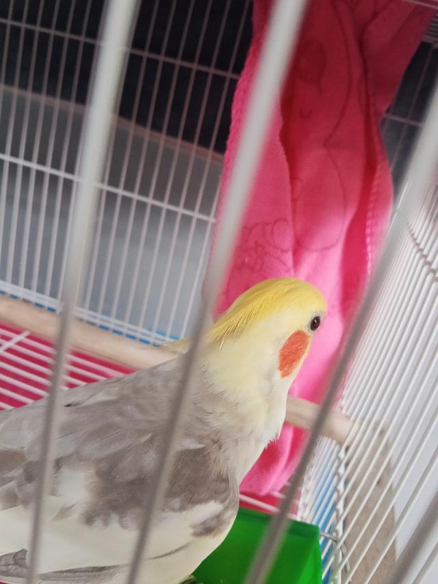 นกแก้วค๊อกคาเทล ตัวผู้ รูปที่ 4