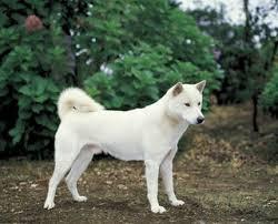 สุนัขชิบะสีขาว 2