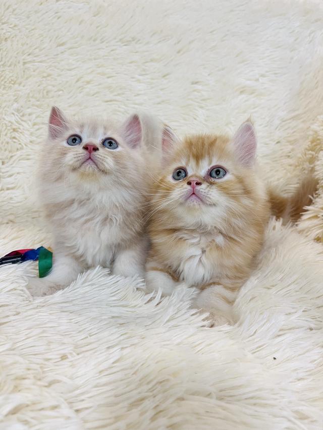 แมว เปอเซียสีส้ม ครีม🔥🔥🔥 รูปที่ 16