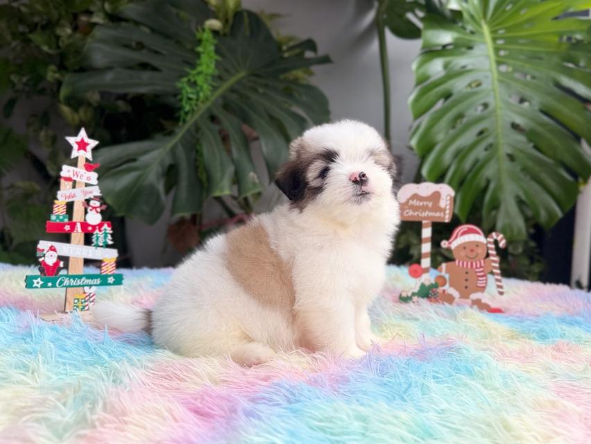 ชิสุผสมปอม เพศชาย พิกัดรามอินทรา 4