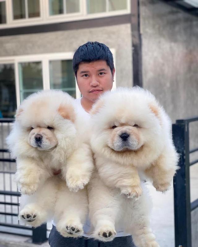 chow chow puppies WhatsApp me : +66 63 826 3042