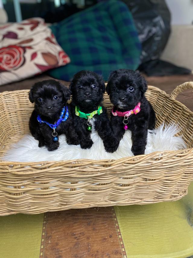 พุดเดิ้ล+ชิสุห์+ชิวาวา  น่ารักมากๆ