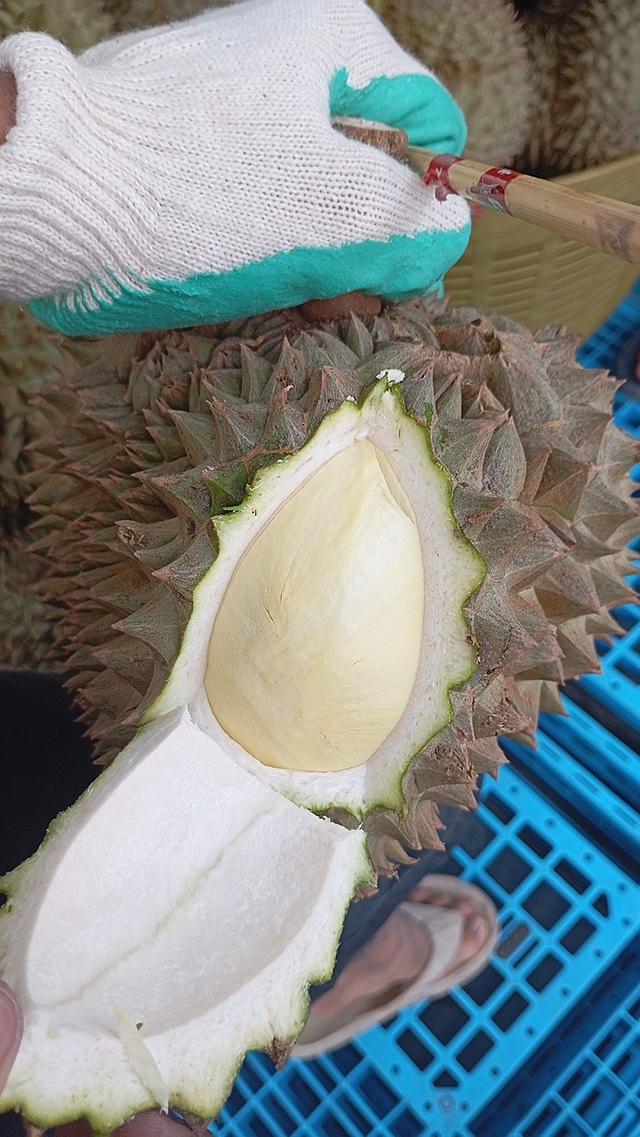ทุเรียนหมอนทองเป็นลูกรับประกันเนื่อ