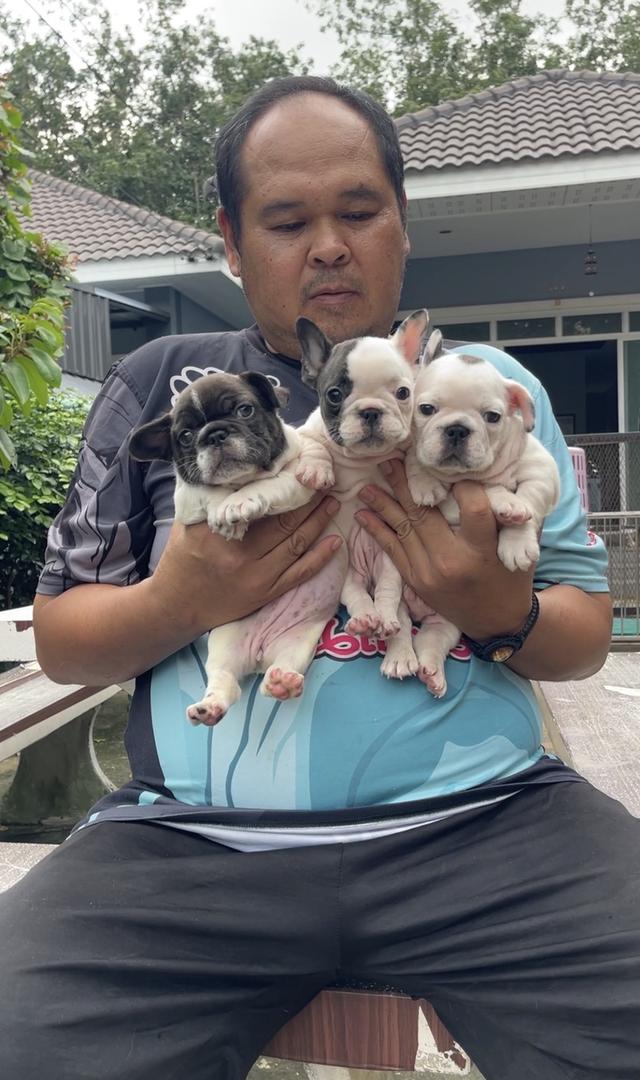 ลูกสุนัขเฟร้นบลูด๊อก รูปที่ 9