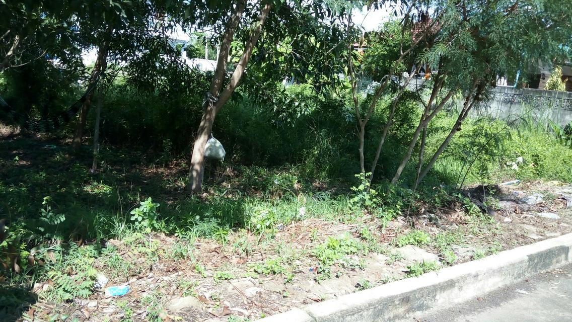 ที่ดิน 70 ตร.ว. ต.บางใหญ่ จ.นนทบุรี 2