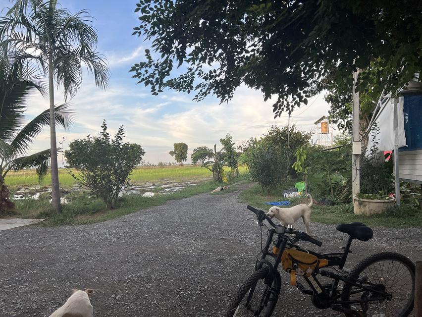 ที่ดิน 7 ไร่ สิงห์บุรีใกล้สายเอเซีย 5