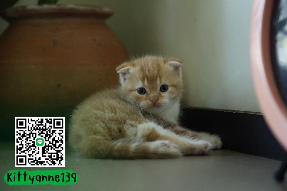 แมวสก็อตติชโฟลด์แท้แบ่งเลี้ยง 8