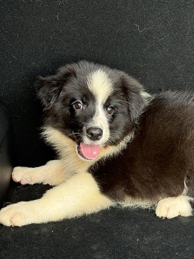 ลูกสุนัขบอร์เดอร์คอลลี่ Bordercollie ราคาแบ่งเลี้ยง 2