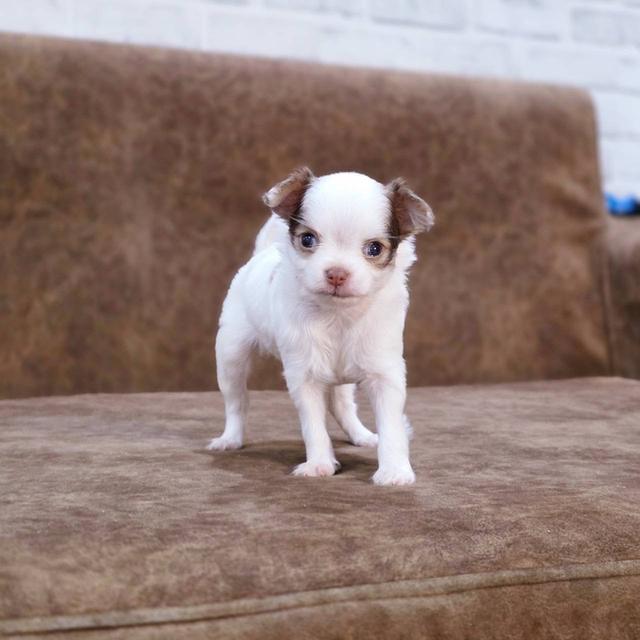 ชิวาวาแท้ ขนยาว เพศเมีย 5