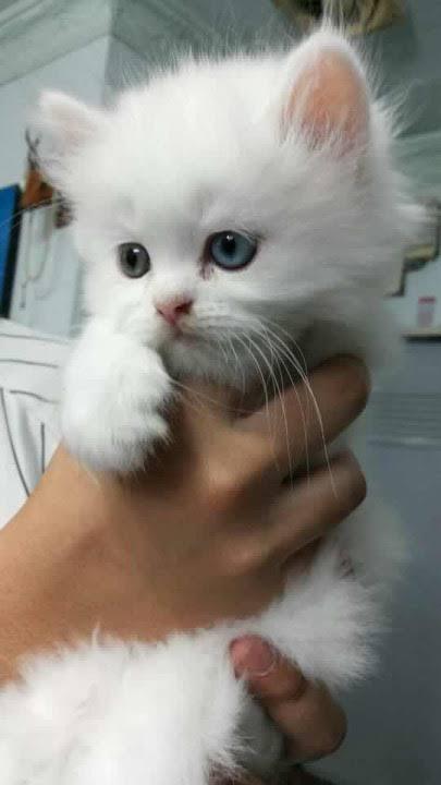 แมวเปอร์เซียสีขาวตาสองสี 3