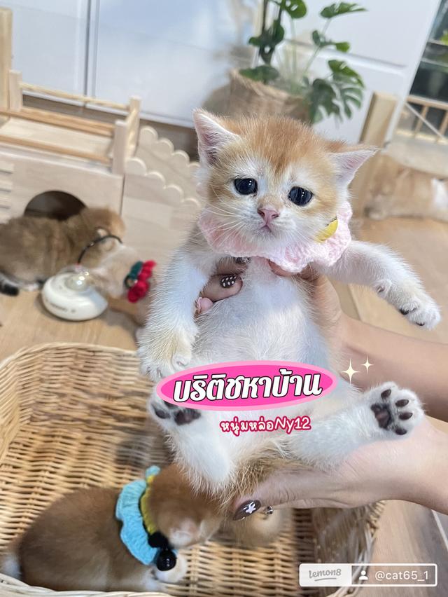 ขายแมวบริติช