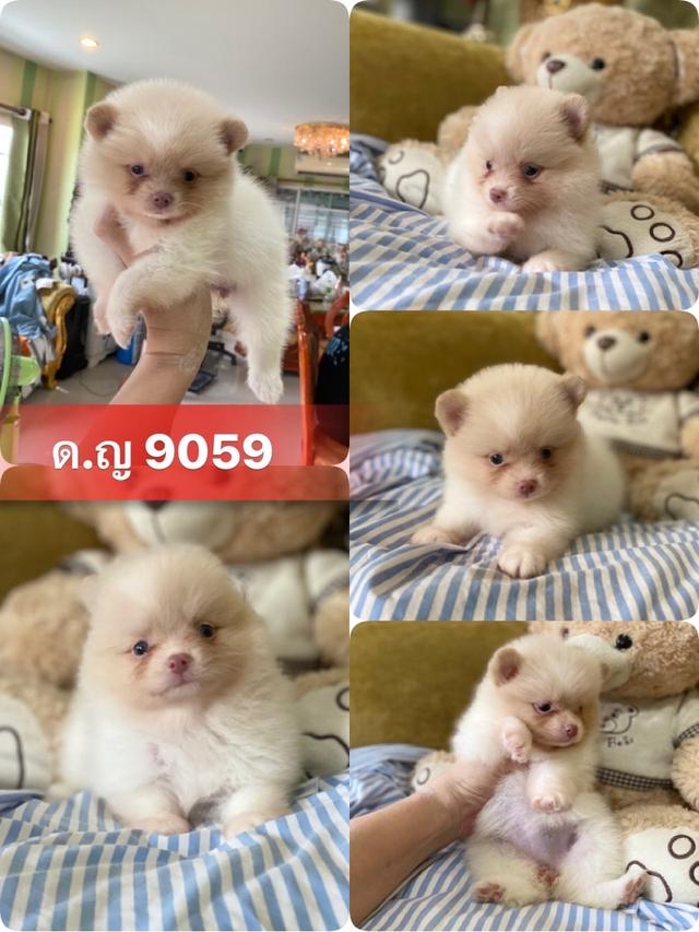 ลูกปอมแท้ น่ารัก ขนฟูแน่น อ้วนกลมหมี มีบริการจัดส่งถึงบ้าน 3