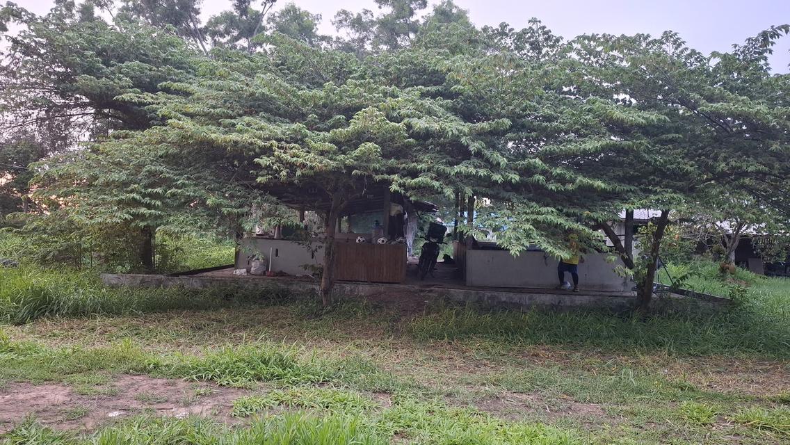 บ้านสองหลังพร้อมที่ดินสองไร่บรรยากศร่มรื่น 6