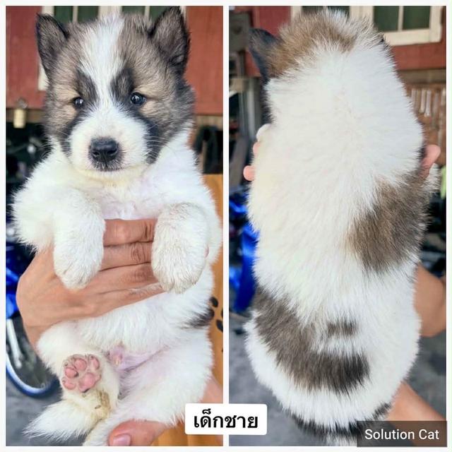 ลูกสุนัขพันธุ์บางแก้วแท้ รูปที่ 1