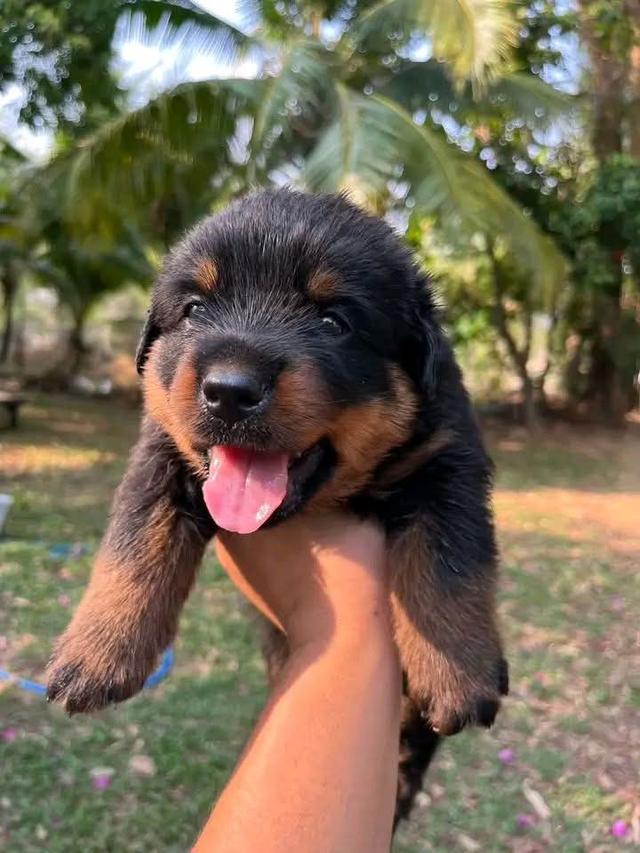 สุนัขร็อตไวเลอร์เพศผู้