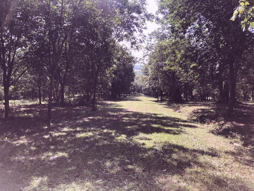 ขายที่ดินแปลงใหญ่ 148 ไร่ เป็นสวนยางพารา ที่มีโฉนด 9