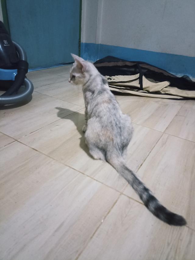 แมว พันธุ์ผสม น่ารักๆ หางยาวสลิตปลายดำ