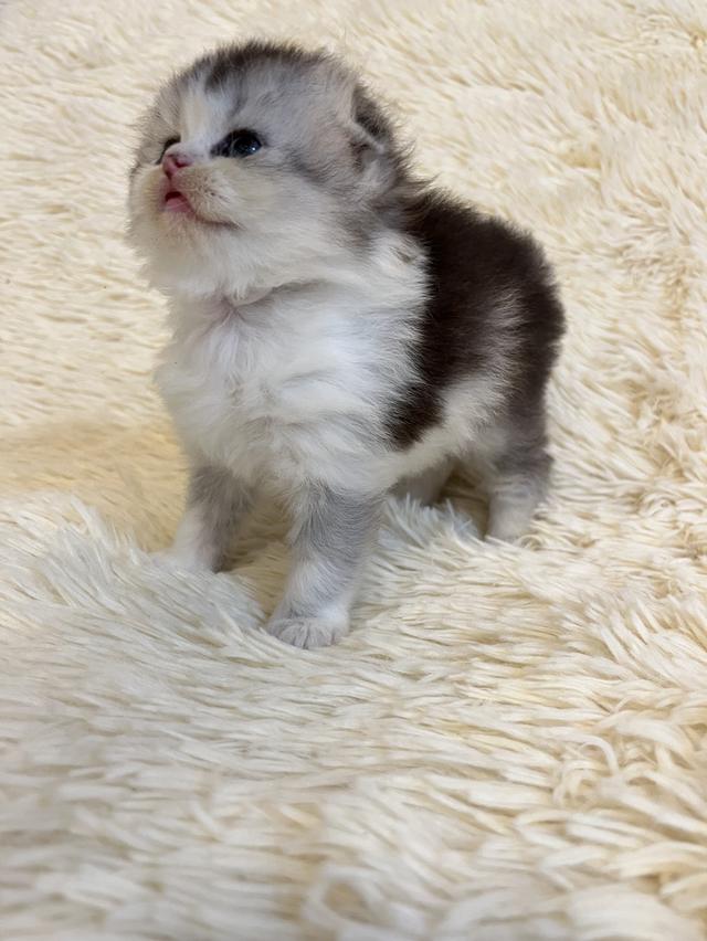 แมวสก๊อตติชแท้ 100 เปอเซ็น รูปที่ 8