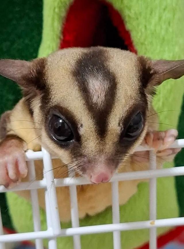 Sugar Glider สองตัวราคาถูก