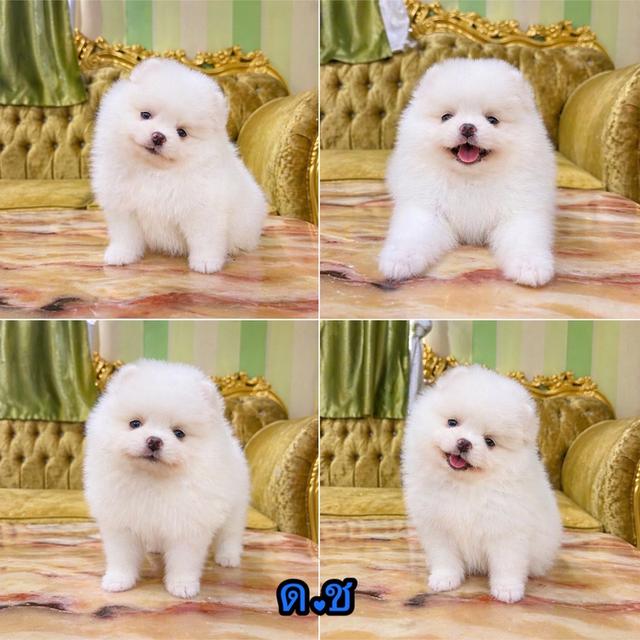 ลูกปอมแท้ อายุ2เดือนพร้อมย้ายบ้าน รูปที่ 3