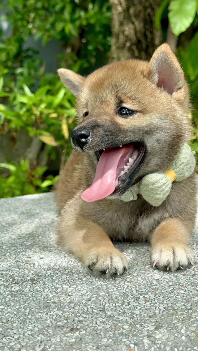 ชิบะอินุ Shiba