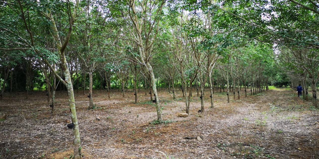 ขายสวนลำไย ยางพารา 136ไร่ สอยดาว จันทบุรี 6