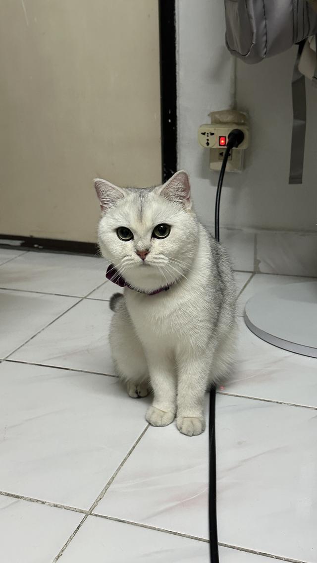 น้องแมวอเมริกัน ช็อตแฮร์ และบริติช ช็อตแฮร์ แท้ 💯 รูปที่ 12