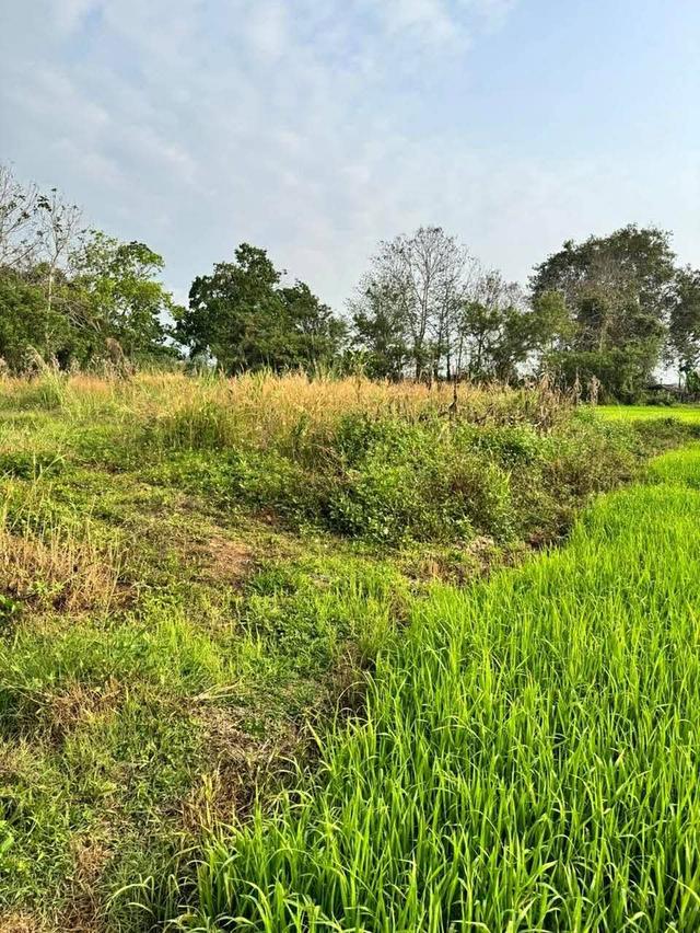 ที่ดิน 3 ไร่อำเภอแม่จันจังหวัดเชียงราย 7